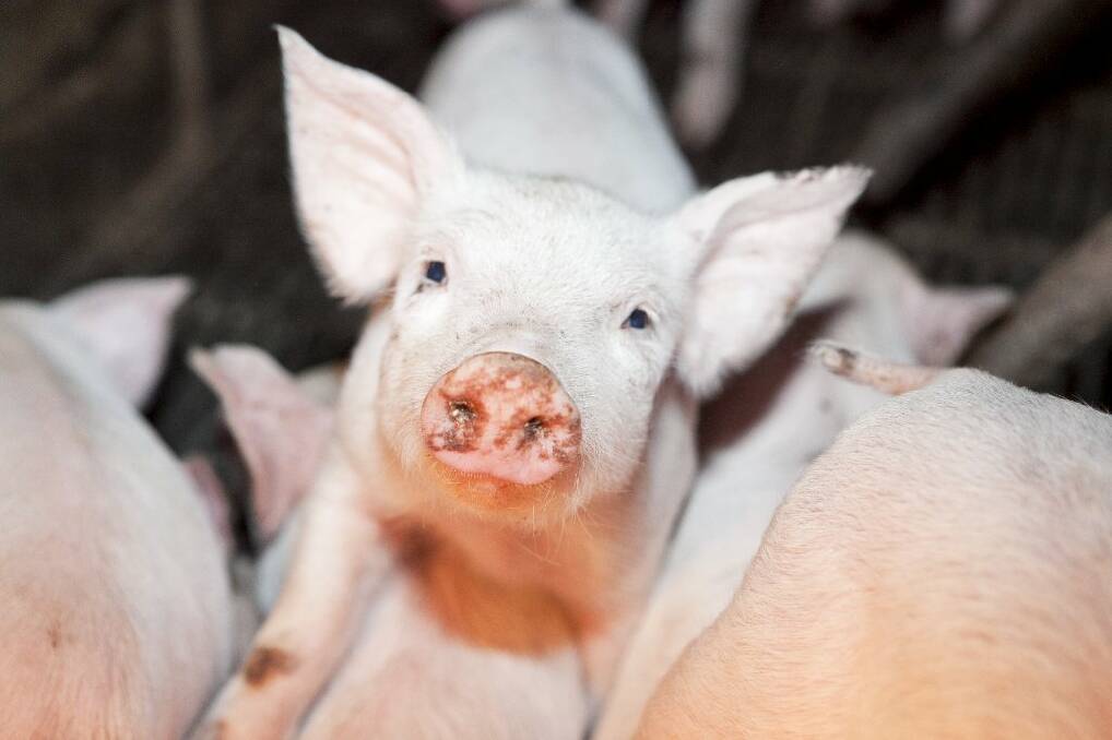 Fresh footage appears to show Wally's Piggery still mistreats its stock.
