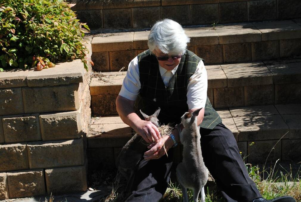 Jane and Kevin Baker are inundated with orphaned joeys at this time of year. 