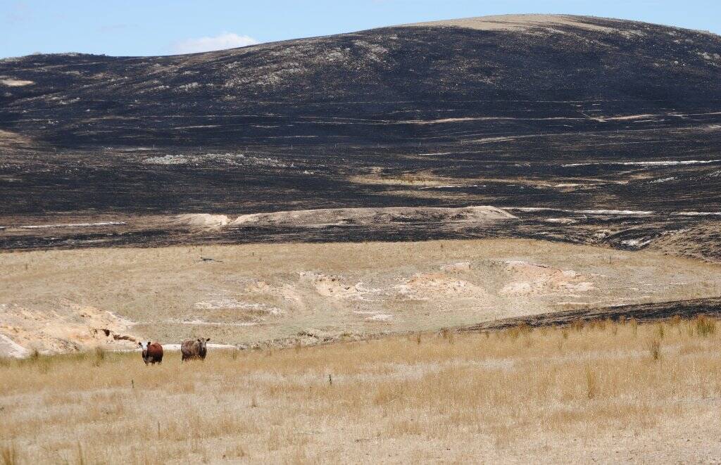 This shot was taken from Burrinjuck Road. Thousands of hectares were destroyed by the Cobbler Road fire, this area was one of the hardest hit.