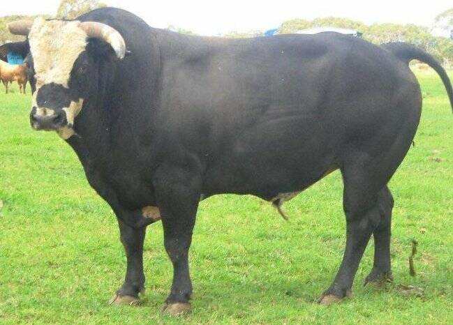 DOMINATOR: another bull bred by Ed Carlon and used as a practice bull. It won the 2012 ABCRA Southern Zone Bucking Bull of the Year and was also runner-up Bucking Bull of the Year for the ABCRA in 2012. When ridden, riders have been as high as 90 points on him.