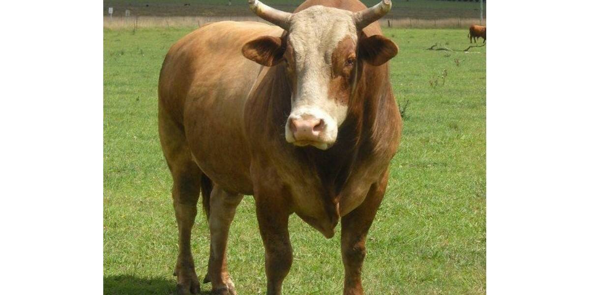 DODGE RAM: This bull was bred by champion bull rider Jamie Manning from Dubbo. It has an unknown bloodline but has been on the rodeo circuit for the last 12 months.
