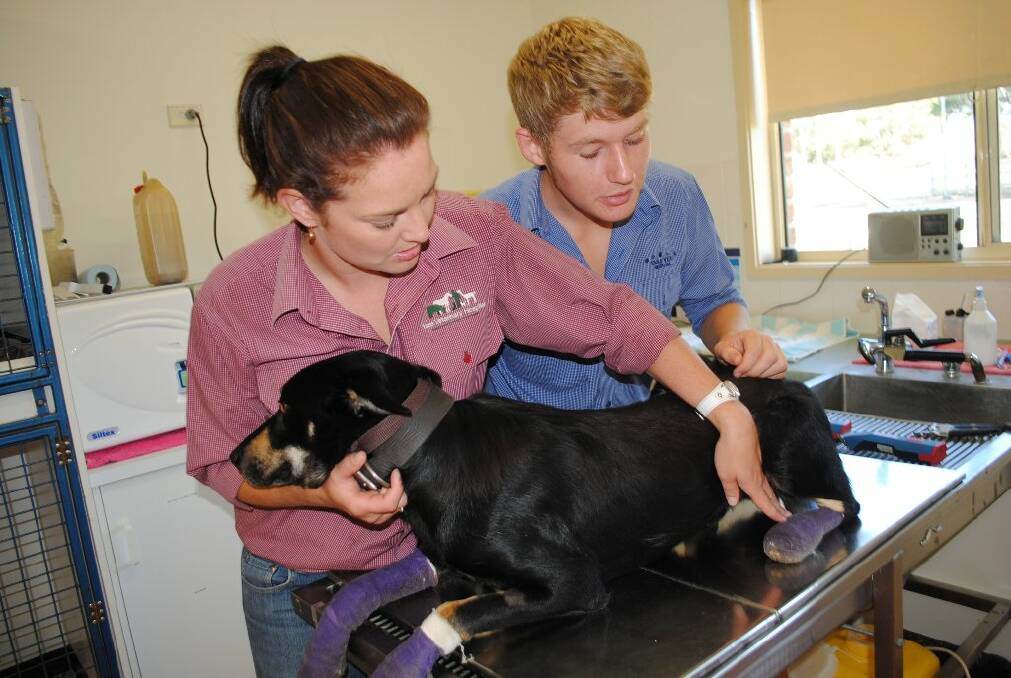 Fergus McGrath with head vet nurse Heidi Broers works on Moss, a black and tan kepie. Moss, of Bookham, was badly burnt in the recent Cobbler Road fire. Photo: Oliver Watson.