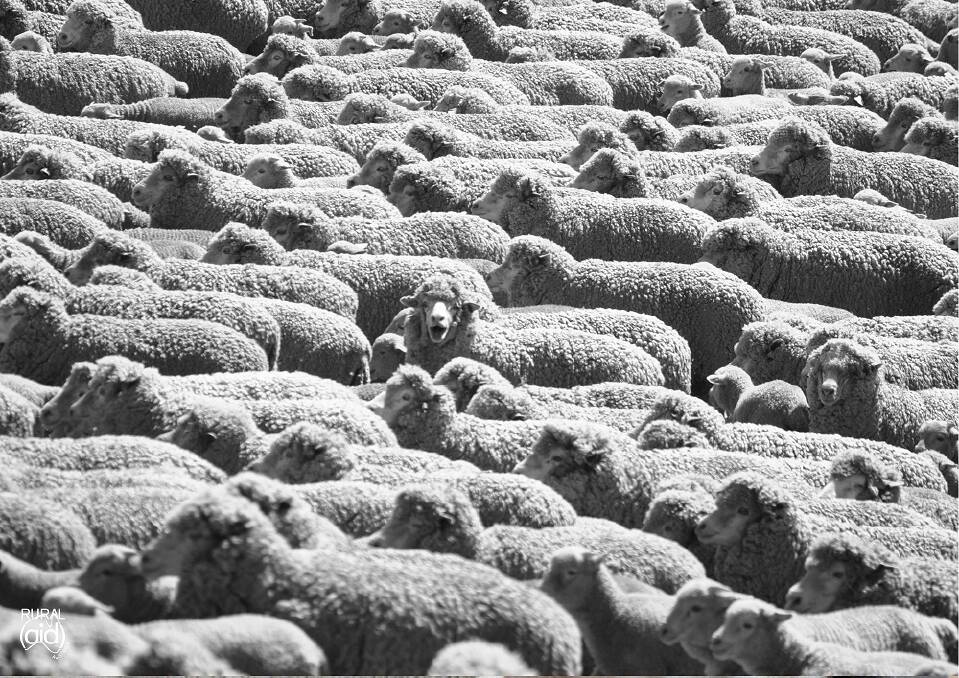 The sheep captured by Matt Corby in Big Hill, NSW made a striking calendar page. Picture: Supplied 