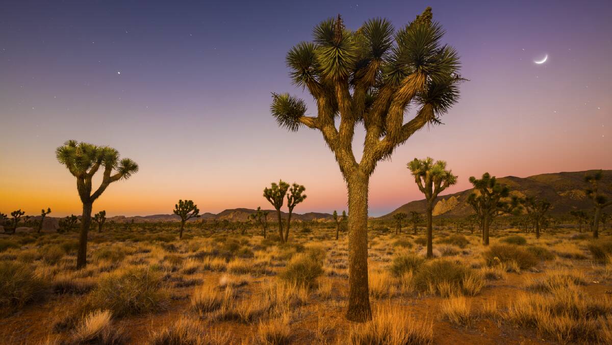 Joshua Tree National Park is a hotspot for UFO sightings. Picture: Getty Images