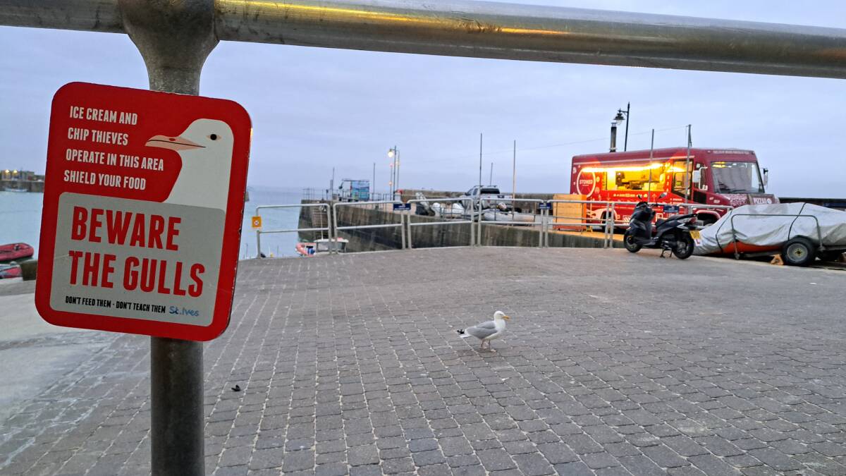 This picture in St Ives, Cornwall, doesn't do this massive gull justice, but the sign is apt: beware. Picture: Sarah Falson This picture in St Ives, Cornwall, doesn't do this massive gull justice, but the sign is apt: beware. Picture: Sarah Falson