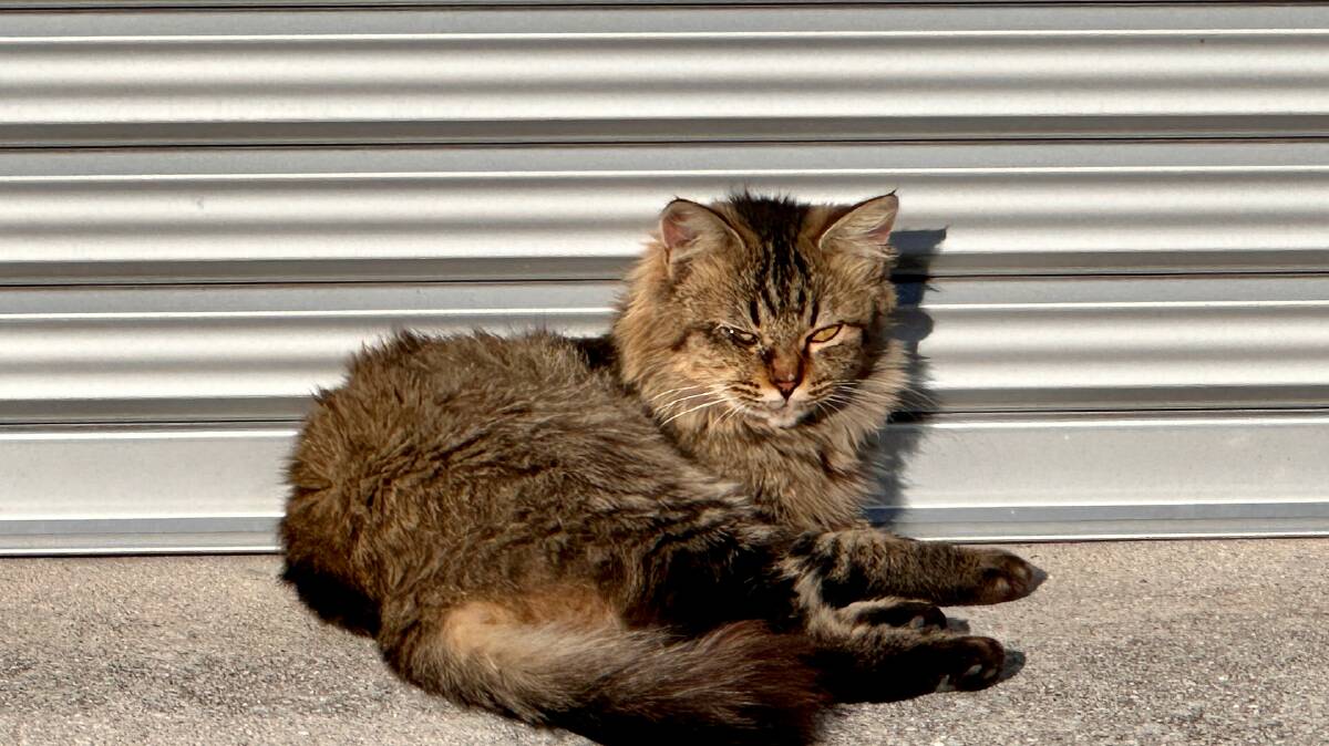 A prawn-farm cat. Picture: Laura Waters A prawn-farm cat. Picture: Laura Waters