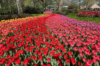 This is the best way to see the world's most spectacular tulip show in Netherlands