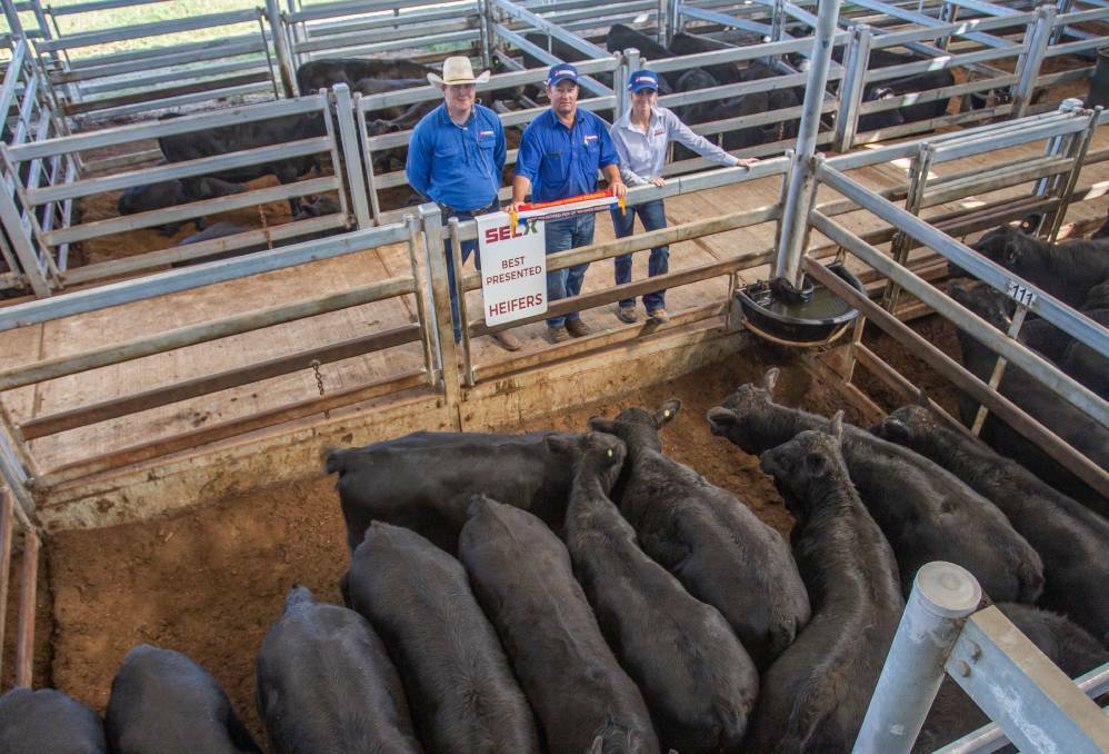 BEST PRESENTED HEIFERS: 25 Angus heifers weighing 427.8kg, sold by K. Howard, Grabben Gullen for $2380 with Jake McKenzie, Jock Duncombe and Jess Ryan, Duncombe and Co, Crookwell. Photo: SELX Yass