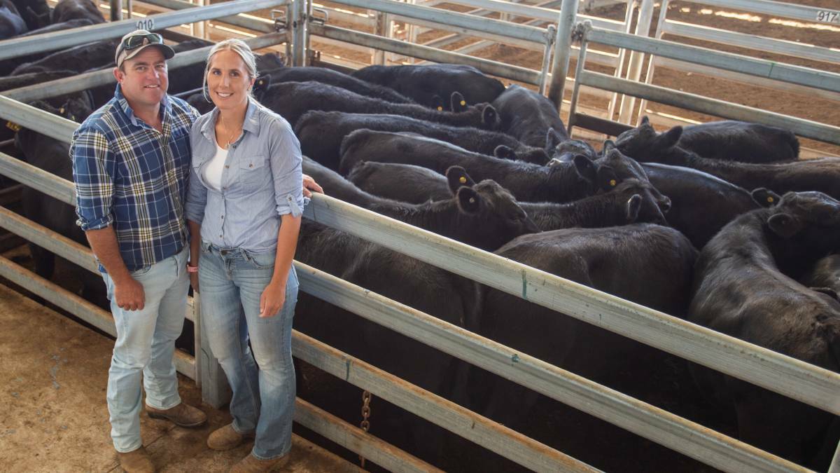 Tom and Christie Johnson, Johnson Park, Bookham sold a total of 105 Angus weaners with this pen of 13 Rennylea-blood Angus steers weighing 366kgs selling for $2380. Photo: SELX Yass