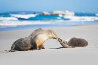 Heart-melting moment an endangered sea lion reunited with her pup on Kangaroo Island