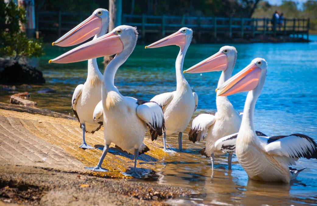 Pelicans regularly visit the river's boat ramps hoping for a snack.