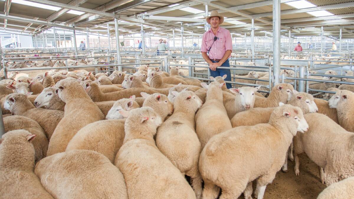 SOLD: Oliver Mason, of Elders sold cross bred lambs on behalf of Merrivale Pastoral to a market top of $193.