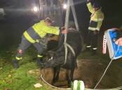 A NSW Fire and Rescue crew from Crookwell helped rescue a cow from a water tank on a district property late Monday afternoon. Picture by Catherine Culley.