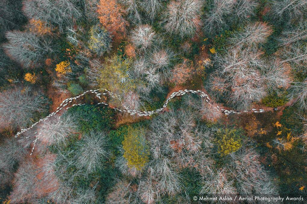A herd of sheep uses a forest road to return home. Photo: Mehmet Aslan, Aerial Photography Awards 2020