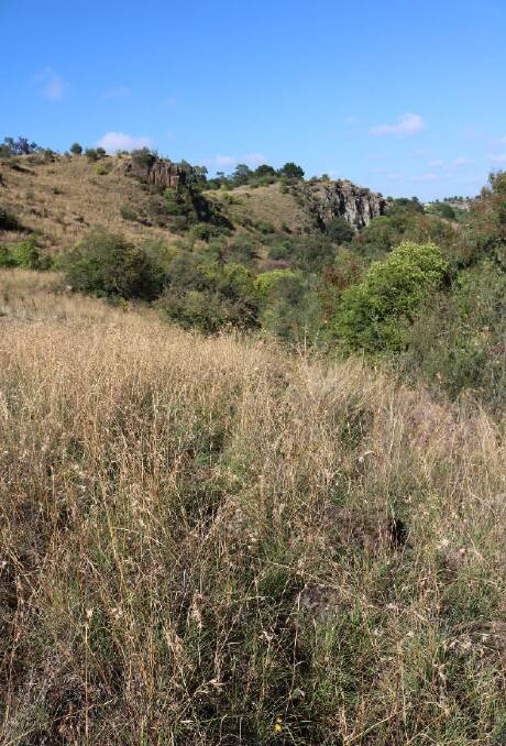 ACTION: Over six days in April this year, exotic weeds were removed from seven hectares in the north eastern end of Yass Gorge.