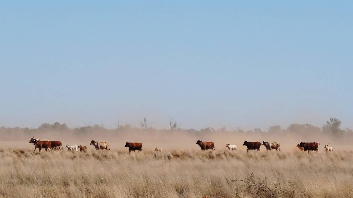 Australian cattle in hot and dry conditions