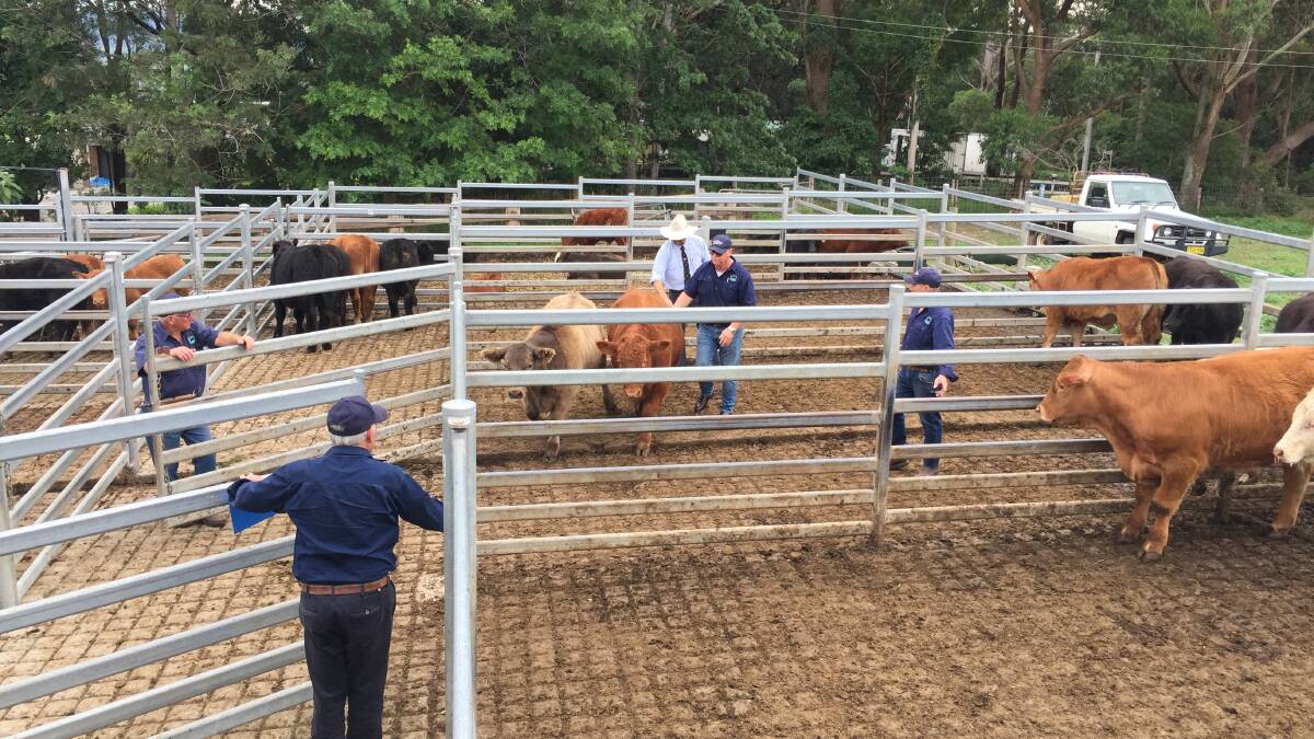 South Coast Beef School Steer Spectacular hoof judging at the Milton Meats complex.
