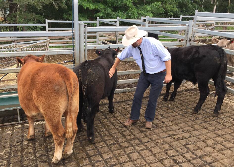 Judge Alastair Rayner looks over some of the entries of the South Coast Beef School Steer Spectacular hoof competition at the Milton Meats complex.