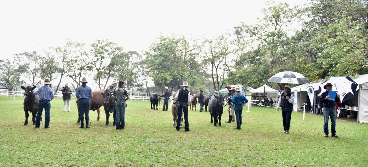 BATTLED ON: Even the heavens opening didn't deter the competitors at this year's South Coast Beef School Steer Spectacular. Photo: RMP - Richard Miller Photography 