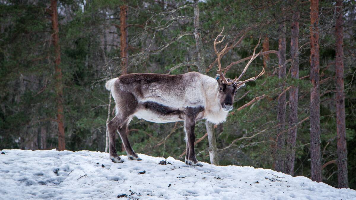 A reindeer breaks the silence of the Finnish forest blanketed in snow.