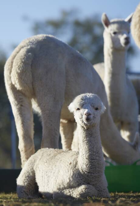 Farm tours, educational workshops, and alpaca fibre are all very healthy side businesses. Photo - Nick Cubbin.