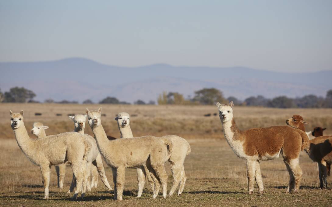 Angela and Matthew originally intended to buy companion goats but got sidetracked into starting a very successful alpaca herd instead. Photo - Nick Cubbin.