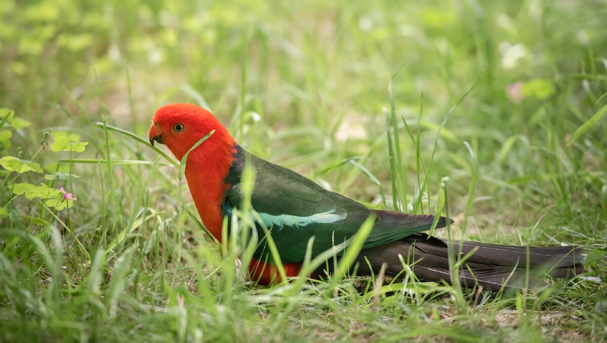 An Australian king parrot. Picture by Penny from Pixabay.