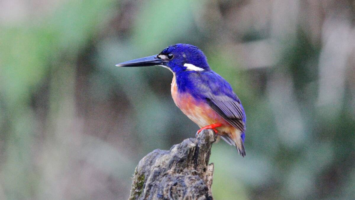 WHO'S A PRETTY ONE?" Azure kingfisher, October 2015, Daintree River, Queensland