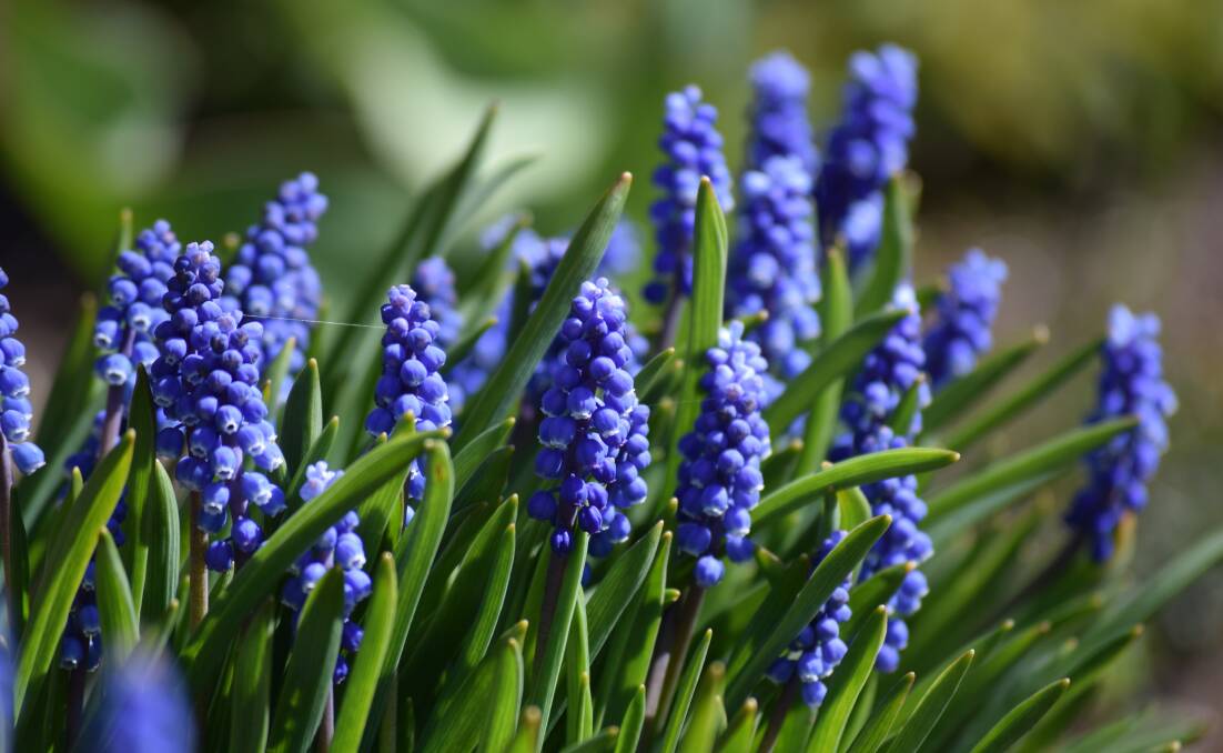 Plant some bulbs and spread the colour and fragrance