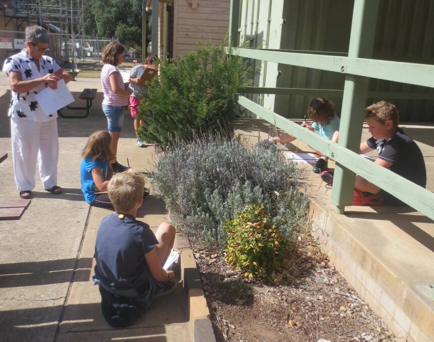 Senior students Hunter, Clarissa, Grace, Kai, Baxton and Veronica counting pollinators on a lavender and grevillea bush, with relief teacher Alex Webbe. Photos: 