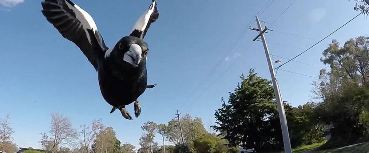ON GUARD: What can you do when you have a protective magpie parent in the area?