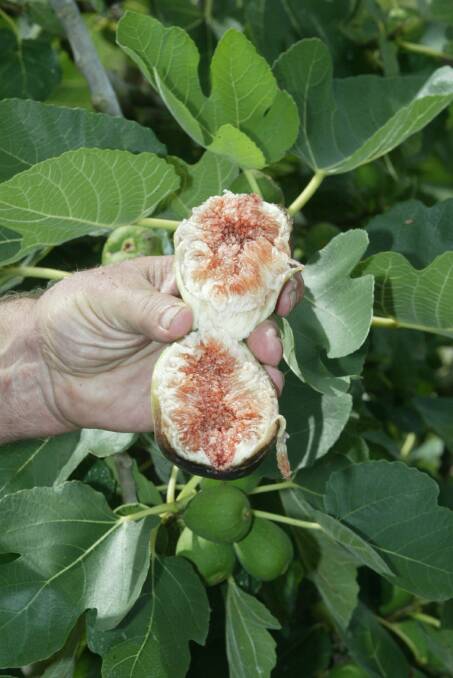 YUM: Figs are easy to grow, versatile and delicious.