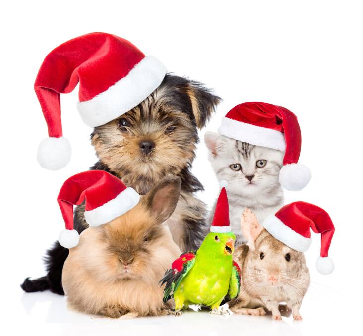 Christmas fare is not for your pet