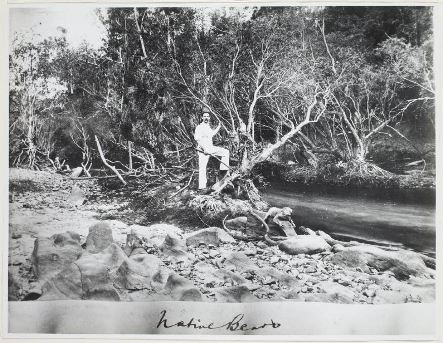 A man with a rifle poses with several koalas in a tree beside a river. Another koala, possibly the spoils of his hunt, is lying on a rock at the waters edge, c1895. Photo: Mitchell Library and courtesy of Clarence River Historical Society.