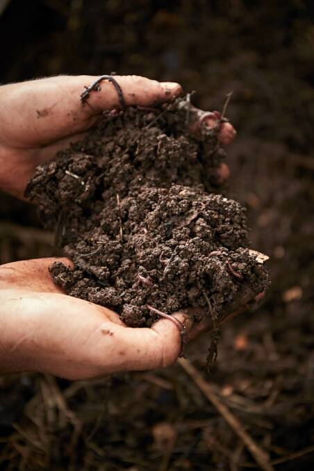 IT'S ALIVE: You want the soil to be full of life: worms and other micro organisms are essential to healthy plants.