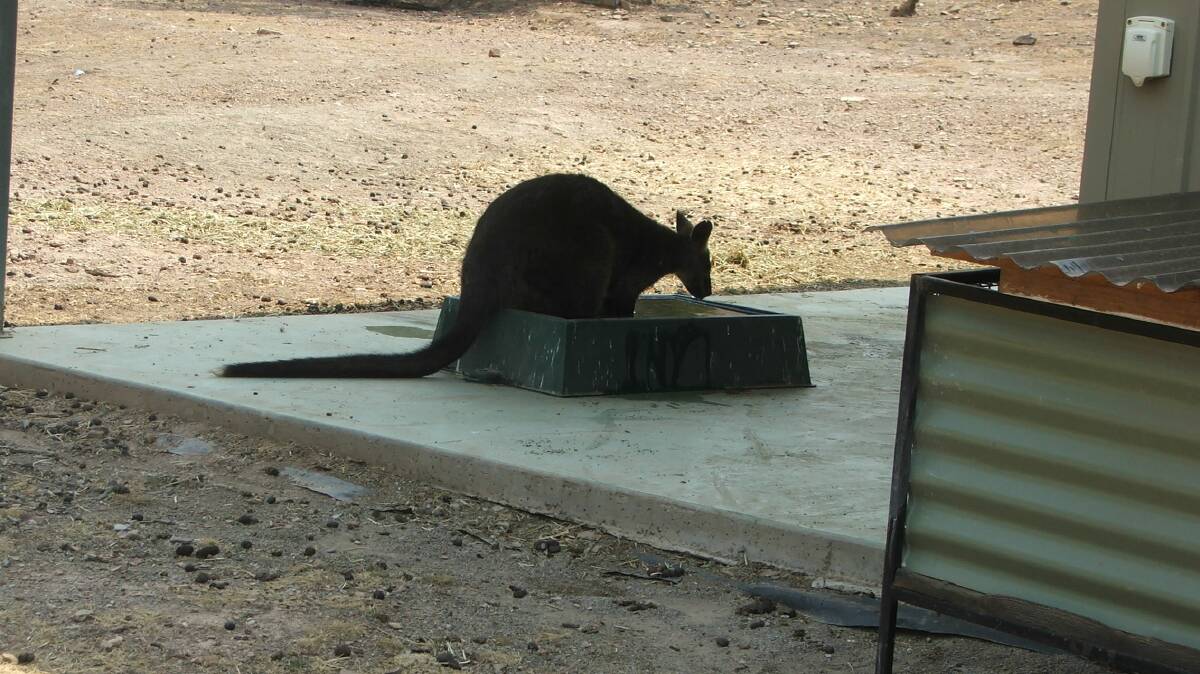 REFRESHED: Notch the swamp wallaby samples his afternoon drinks before inviting his friends around.
