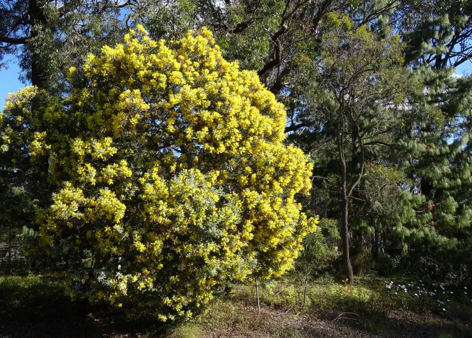UNDERVALUED: Wattles improve soil health and provide shade and protein.