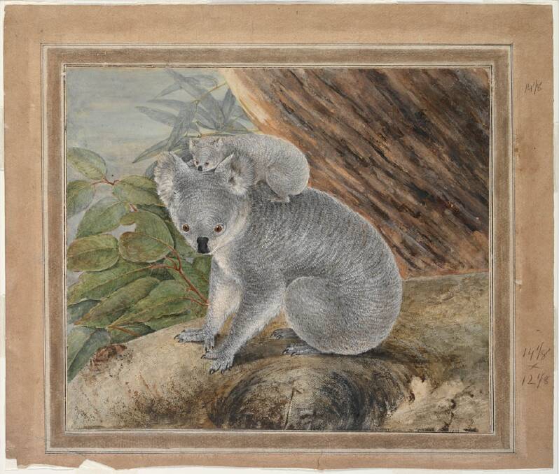 Watercolour illustration of a koala and joey by John William Lewin, 1803. Image: Mitchell Library
