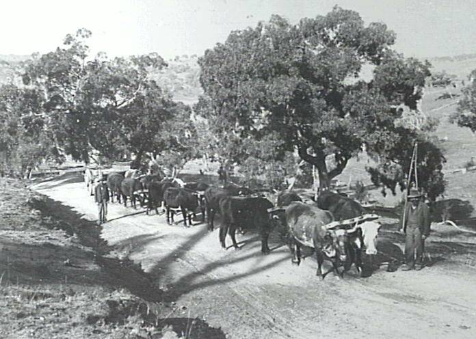 ON THE ROAD: William Lawrence and son, Alf, with his bullock team on Good Hope Hill, c1897 by JW Liddy. Sydney. Photo: 000543 YDHS Inc. Archives