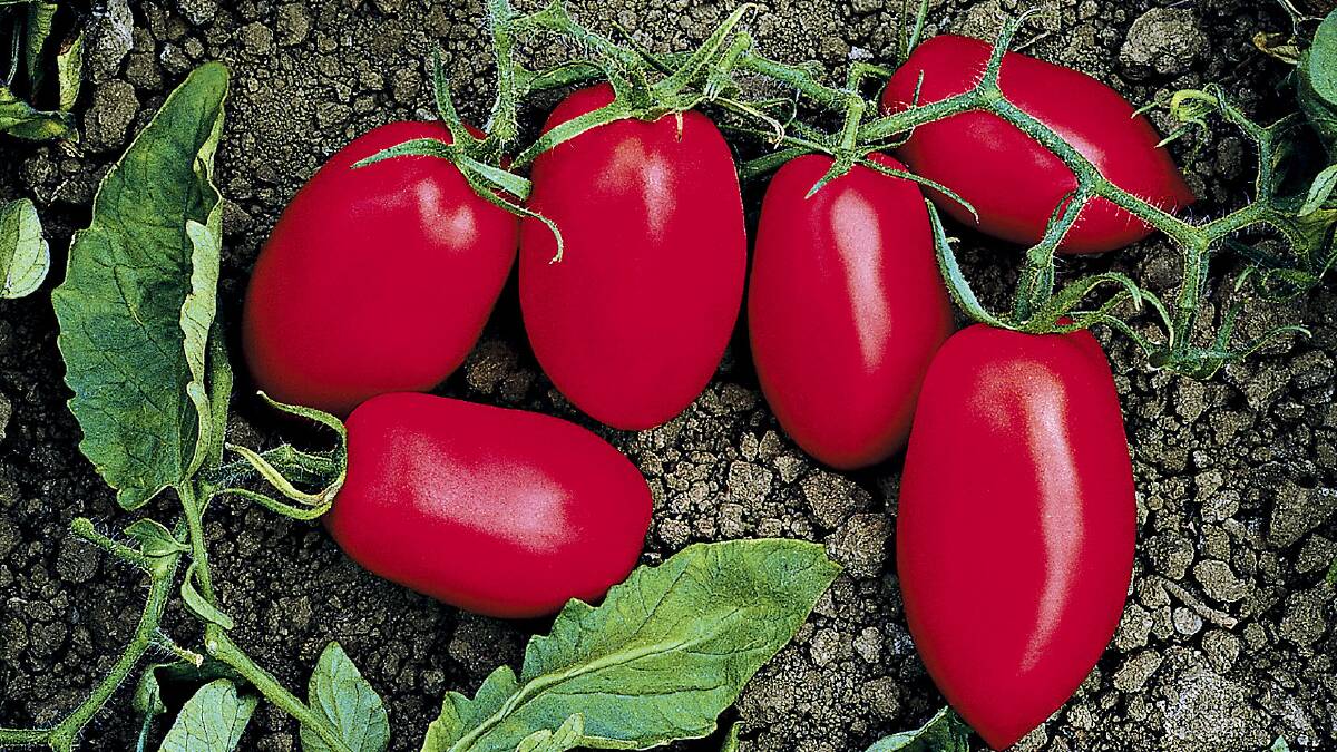 How to grow your best tomatoes ever