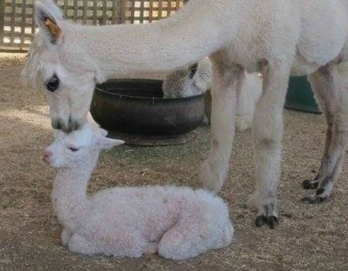 Mother and son: Alpaca Magic welcomes all visitors.