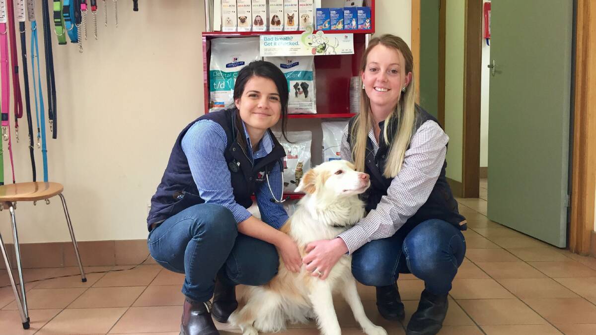 Photo of the Week: Dr Iva Velevska (left) and Bec Towell (right) of the Yass Valley Veterinary Clinic. Photo: Toby Vue. 