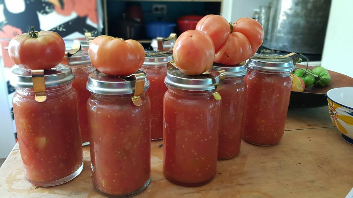 So many tomatoes. Picture: Hannah Moloney. 
