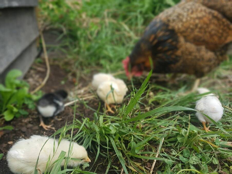 Mother hen with baby chicks. Picture: Hannah Moloney. 