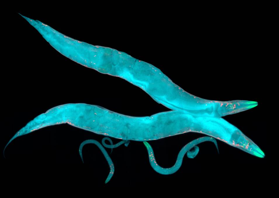 Caenorhabditis elegans, a free-living transparent nematode (roundworm), about 1 mm in length. Photo: Shutterstock