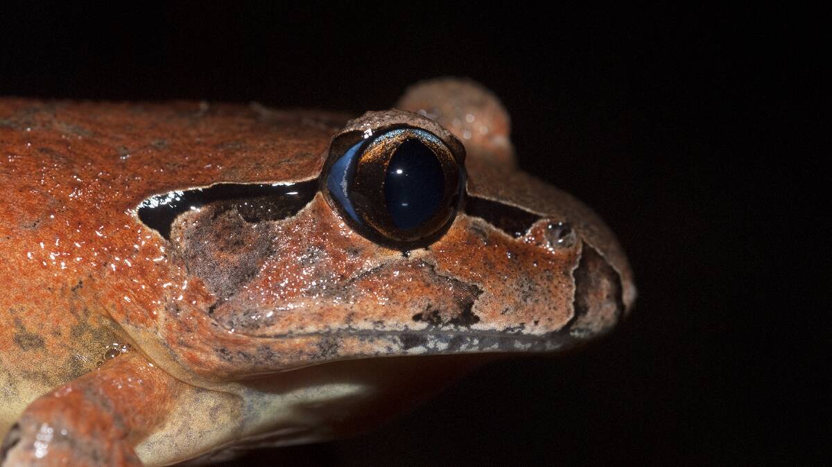 The Southern Barred Frog (pictured) and the Davie's Tree Frog are both threatened species on the Mid North Coast.