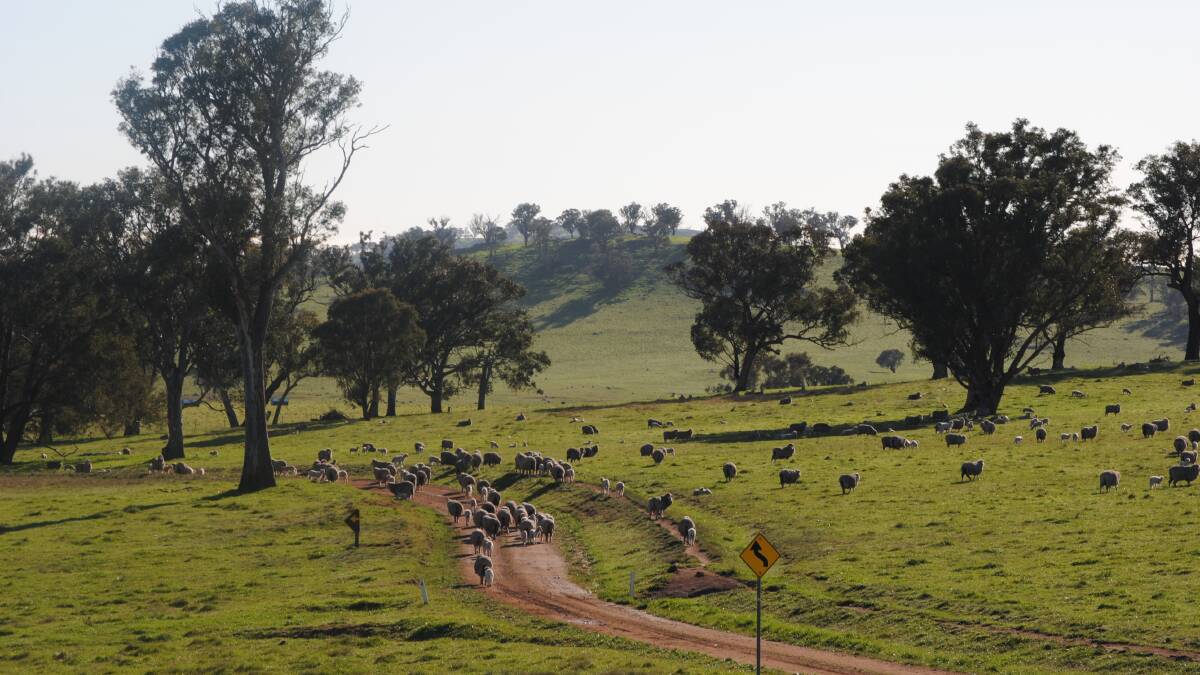 Research on grazing management at Binalong