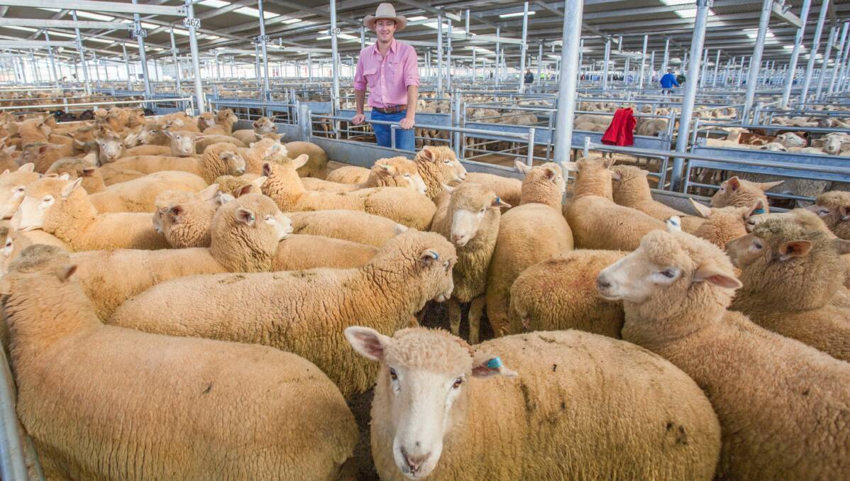 SOLD: Oliver Mason, Elders sold 111 XB Lambs on behalf of Bobcat Grazing, Crookwell to a sale top of $200ph at the SELX sheep sale on May 10. Photo: Heidi Grange.