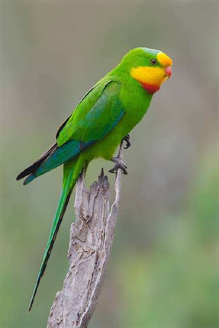 PROTECTION: South East Local Land Services and Greening Australia funding will aim to protect, restore and re-establish the habitat of the Superb Parrot. 