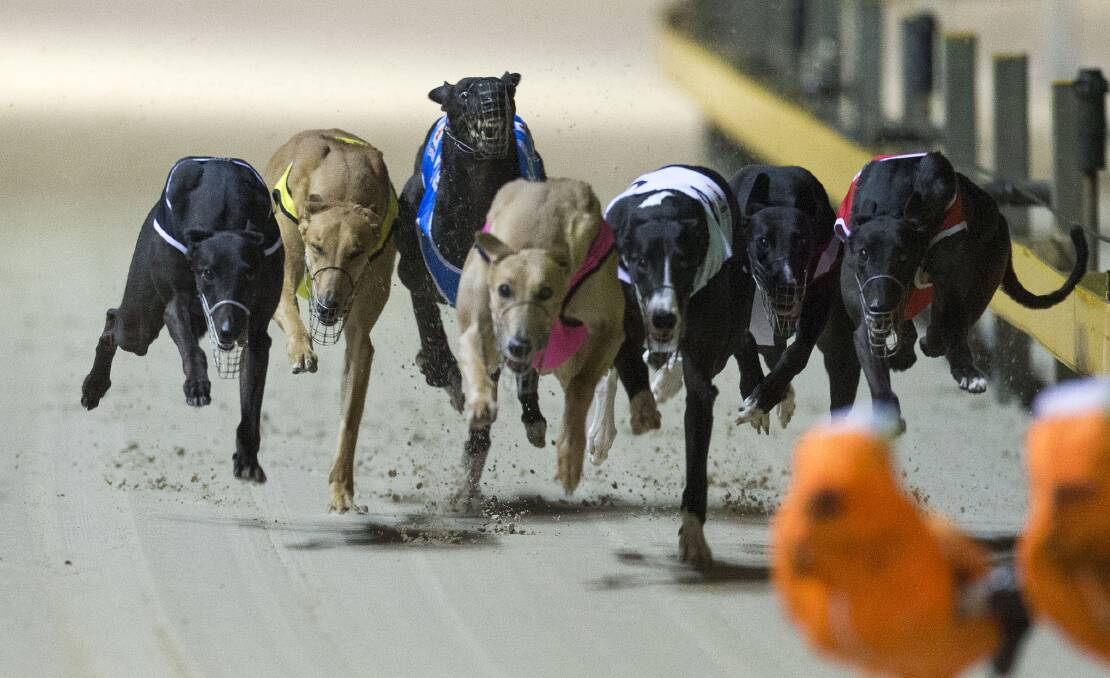 CRACKING PACE: Slamming Thunder (yellow rug) from Yass put in a strong effort to make the final of the Golden Easter Egg Final. Photo: Wentworth Park Greyhounds
